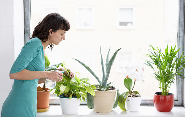 گیاهان آپارتمانی عالی برای افراد تنبل